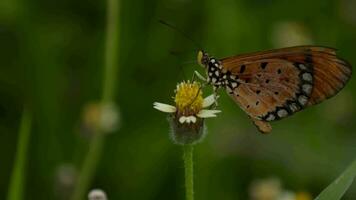 Closeup of butterfly, macro of butterflies video