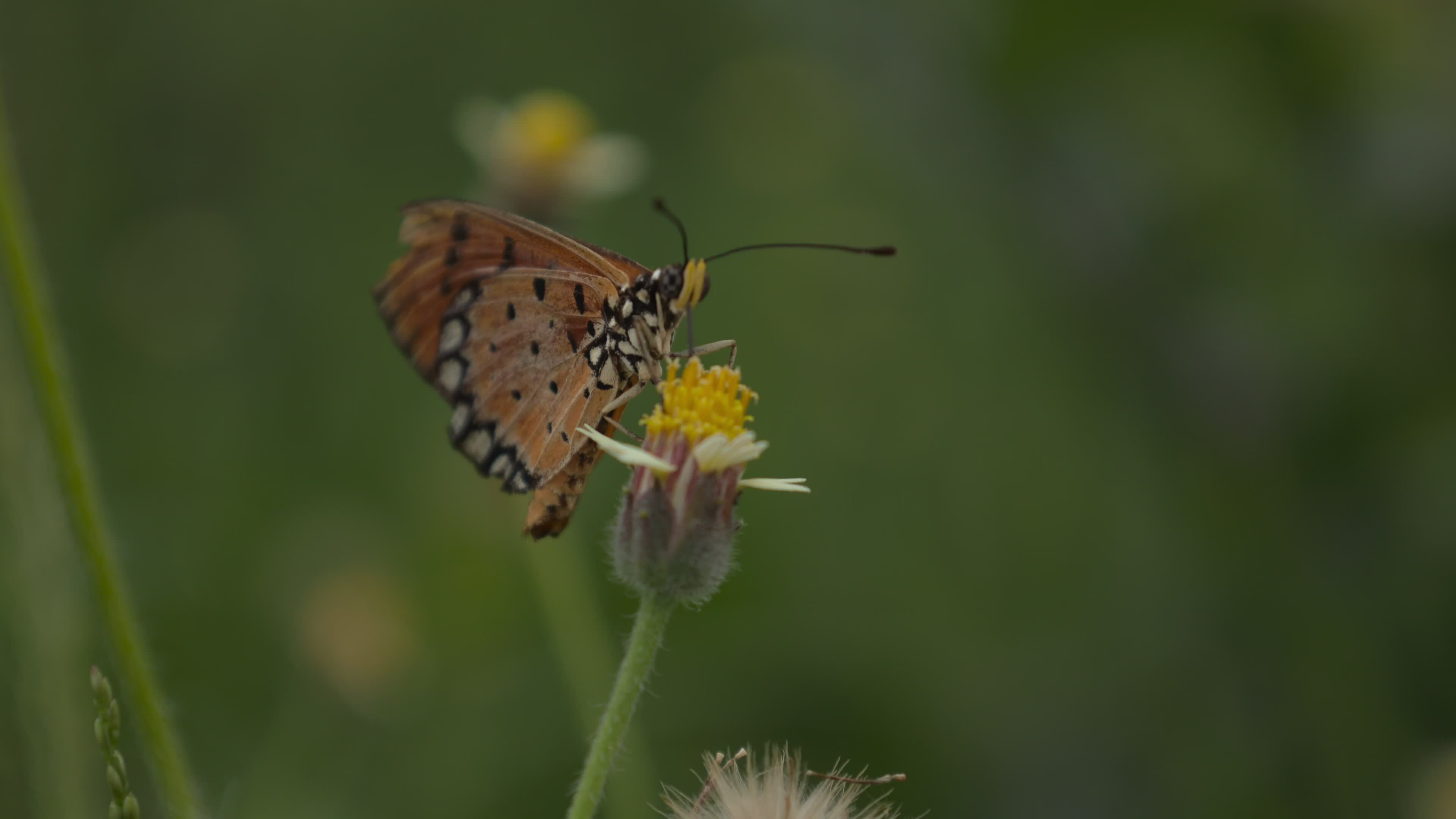 Nahansicht von Schmetterling, Makro von Schmetterlinge 28172118 Stock-Video bei Vecteezy