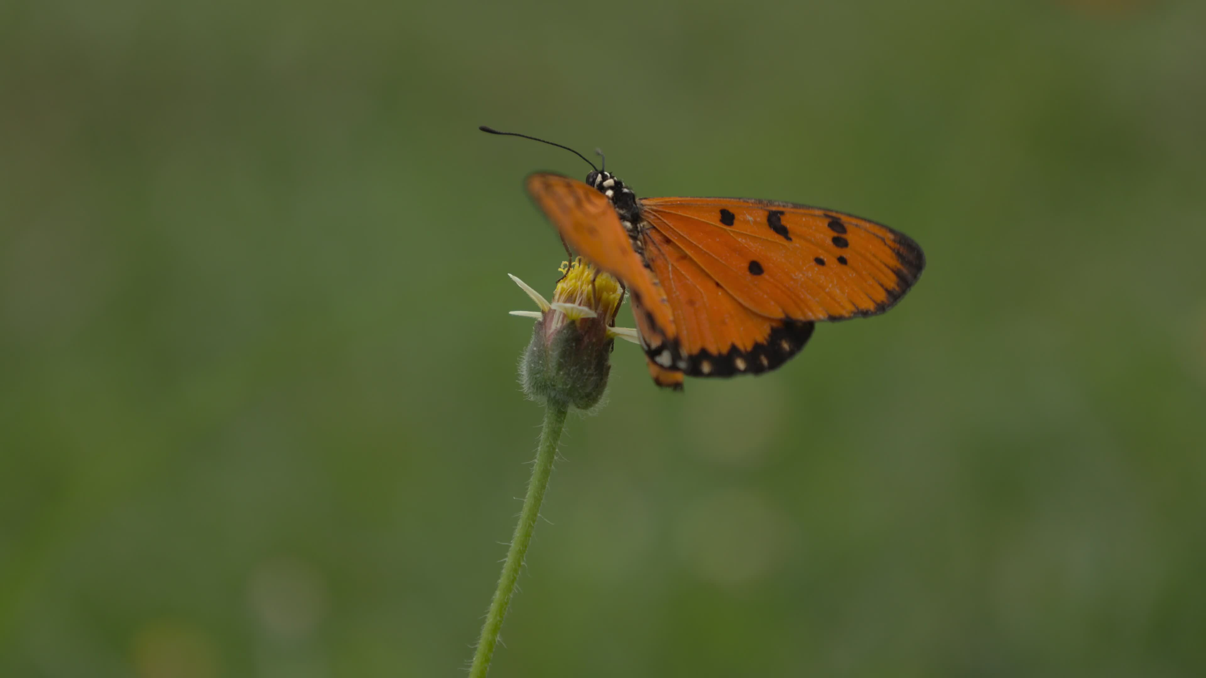 Nahansicht von Schmetterling, Makro von Schmetterlinge 28172119 Stock-Video bei Vecteezy