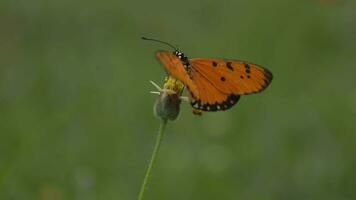 Closeup of butterfly, macro of butterflies video