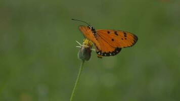 fermer de papillon, macro de papillons video