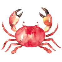 Fruit de mer aquarelle Homard coquille poisson png