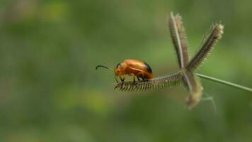 fermer de coccinelle video