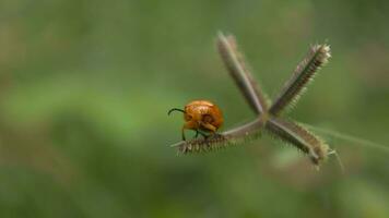 fermer de coccinelle video