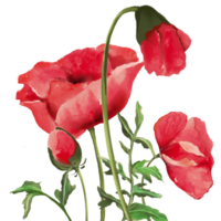 Poppy flower set of red poppy isolated png