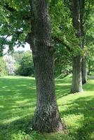 Tunnel-like avenue of linden, tree lined footpath through park in spring photo