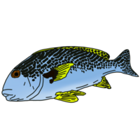 Underwater fish illustration png