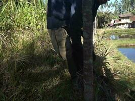 Man cutting grass in the forest to feed cattle video