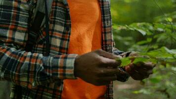 Jeune homme profiter beauté dans le les bois. bonheur et paix dans la nature concept video