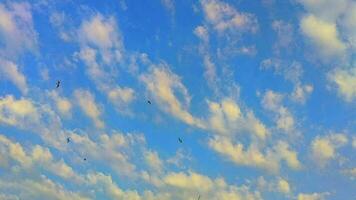 kudde van meeuwen vogelstand stijgend lucht. video