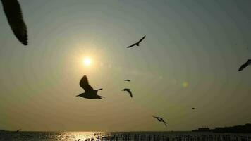 gaivotas vôo dentro a tarde pôr do sol, preparar para Retorna costas para seus ninho breve. video
