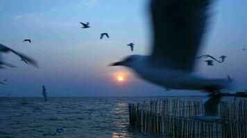 Seagulls flying in the evening sunset, prepare to return back to their nest soon. video
