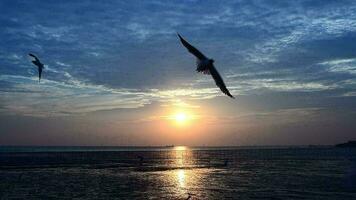 mouettes en volant dans le soir coucher de soleil, préparer à revenir retour à leur nid bientôt. video