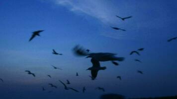 gaivotas vôo dentro a tarde pôr do sol, preparar para Retorna costas para seus ninho breve. video