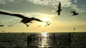 Seagulls flying in the evening sunset, prepare to return back to their nest soon. video