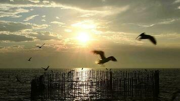 Seagulls flying in the evening sunset, prepare to return back to their nest soon. video