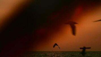 mouettes en volant dans le soir coucher de soleil, préparer à revenir retour à leur nid bientôt. video