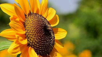 Biene Arbeiten und Versammlung Pollen von Sonnenblume im das Park. video