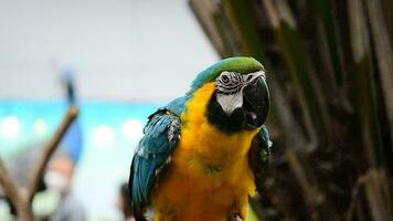 Parrot Macaw in blue and yellow color on slow motion video