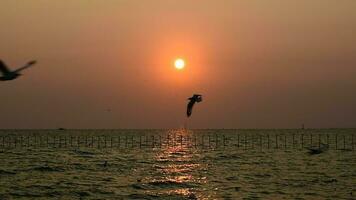 gaivotas vôo dentro a tarde pôr do sol, preparar para Retorna costas para seus ninho breve. video