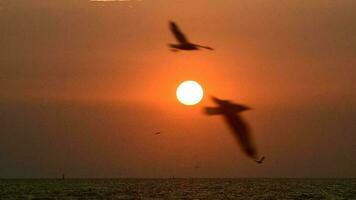 Möwen fliegend im das Abend Sonnenuntergang, bereiten zu Rückkehr zurück zu ihr Nest bald. video