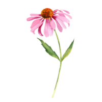 aquarelle échinacée fleur png