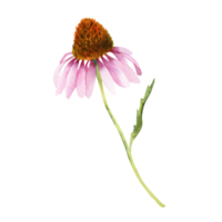 aquarelle échinacée fleur png