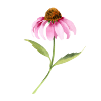aquarelle échinacée fleur png
