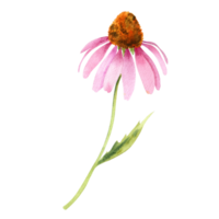 aquarelle échinacée fleur png