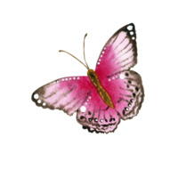 mariposa rosa acuarela png