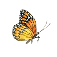 acuarela jardín naranja mariposa png