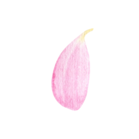 acquerello rosa fiori petalo png