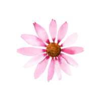 watercolor echinacea flower png