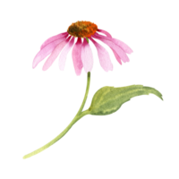 aquarelle échinacée fleur png