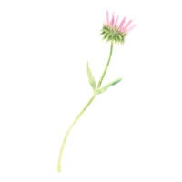 aquarelle échinacée fleur png