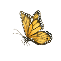 aquarelle jardin Orange papillon png