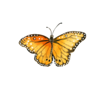 watercolor garden orange butterfly png