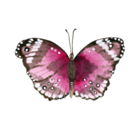 aquarela borboleta rosa png
