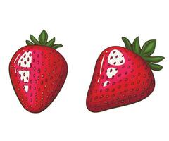 Strawberry isolated vector illustration. Fruits colorful illustrations isolated on white background.  Fruit collection.