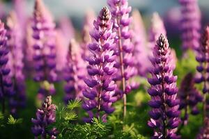 Lupine blooms purple flower in summer photo