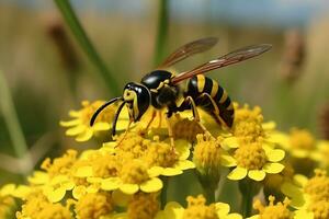 Closeup on the common wasp on a yellow flower photo