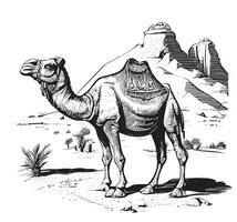 camello en el antecedentes pirámide mano dibujado bosquejo vector ilustración Egipto