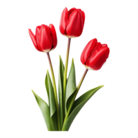 Tulip Drawing Flower Line Art Transparent ai generated png