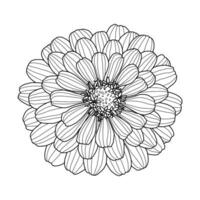 Hand drawing of Zinnia flower head isolated on white background. Element for design in line art style for greeting card, wedding invitation, coloring book. Vector illustration.