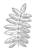 Linear graphic picture rowan leaves with veins isolated on a white background. vector