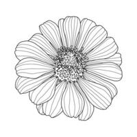 Line black and white graphic drawing of Zinnia flower head isolated on white background. Element for design in line art style for greeting card, wedding invitation, coloring book. vector