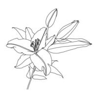 Realistic linear drawing of lily flower with leaves and buds, black graphics on white background vector