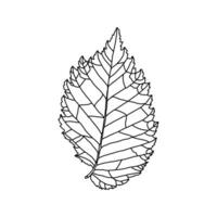 estilizado dibujo de hoja de un olmo árbol con decorativo las venas aislado en un blanco antecedentes. vector ilustración. diseño elemento para colorante libro, tarjeta, invitación, bandera, póster en línea Arte estilo