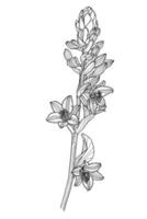 Linear drawing of hosta flower with leaves and buds vector