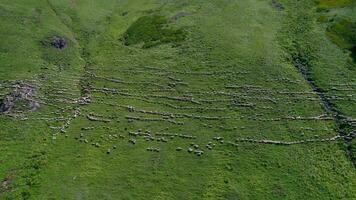 une troupeau de mouton et chèvres marcher dans Lignes le long de une été Montagne prairie, aérien vue video